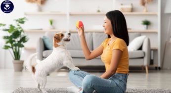 5 Brincadeiras para Divertir seu Pet em Casa!