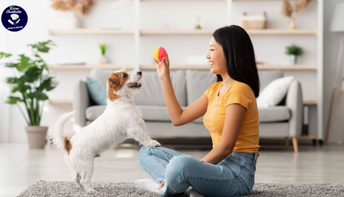 5 Brincadeiras para Divertir seu Pet em Casa!